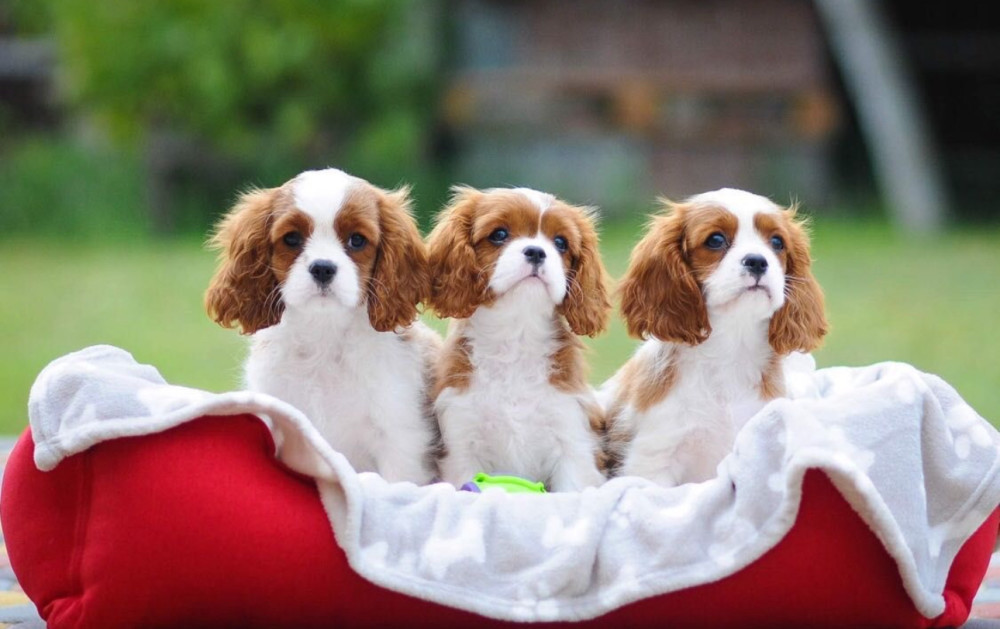 Cavalier King Charles Spaniels for Sale in Miami, FL