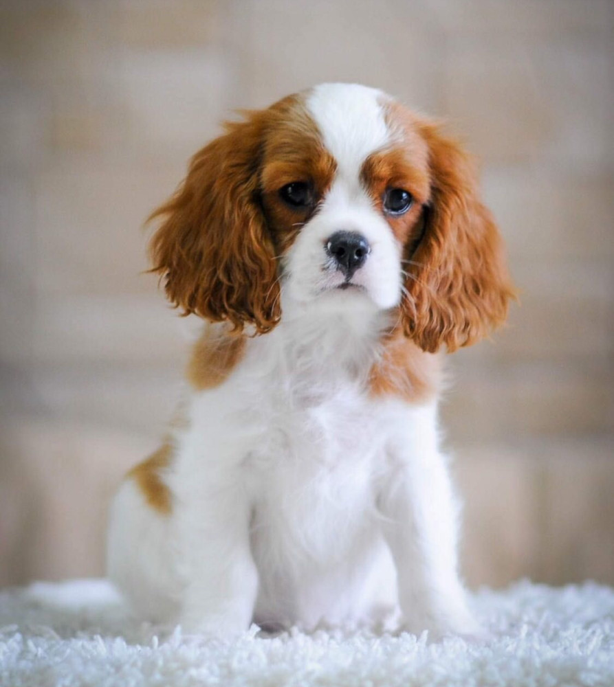 Cavalier King Charles Spaniels for Sale in Miami, FL