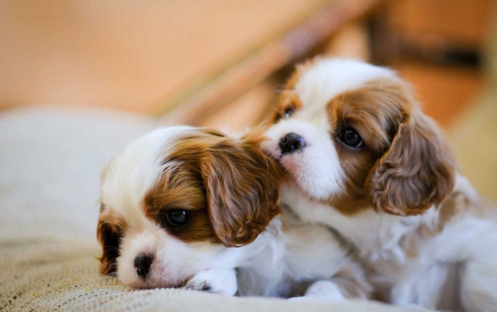2 Female Cavalier King Charles Spaniels for Sale in Illinois, IL