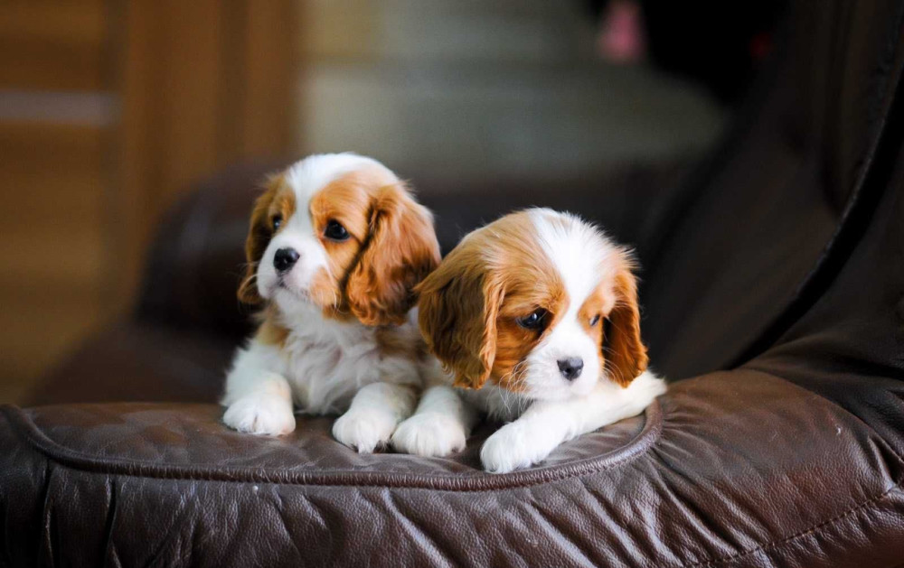 2 Female Cavalier King Charles Spaniels for Sale in Illinois, IL
