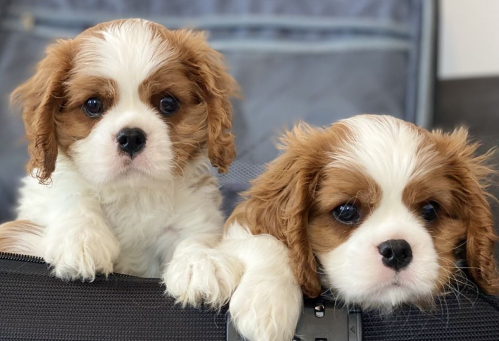2 Female Cavalier King Charles Spaniels for Sale in Illinois, IL