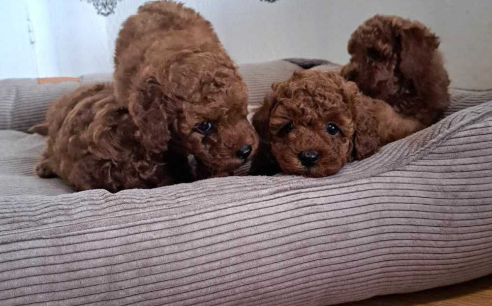 Poodle Puppies for Sale in Miami, FL