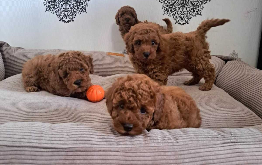 Poodle Puppies for Sale in Miami, FL