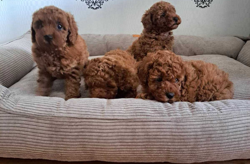 Poodle Puppies for Sale in Miami, FL