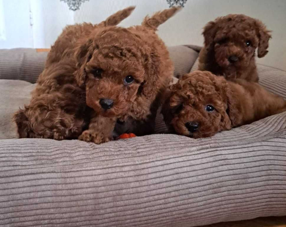 Poodle Puppies for Sale in Miami, FL