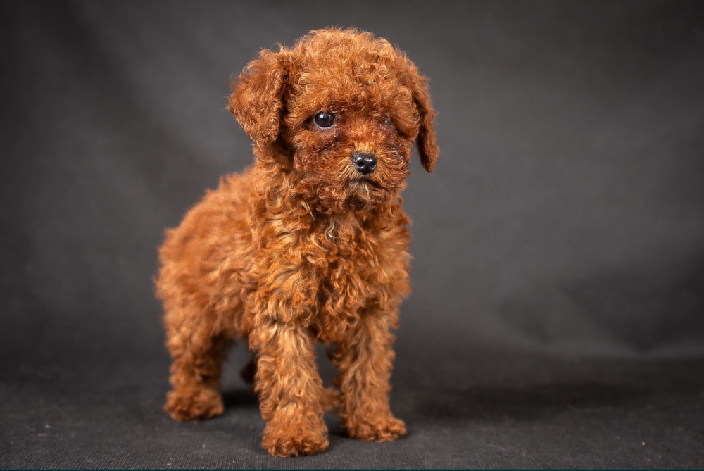 Poodle Puppies from a Private Kennel in Dallas, TX