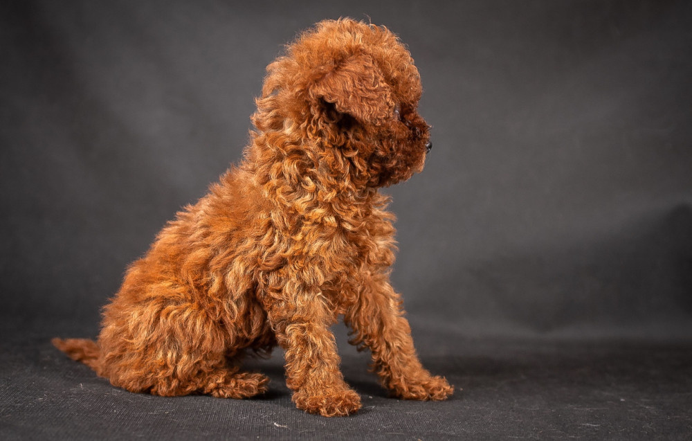 Poodle Puppies from a Private Kennel in Dallas, TX