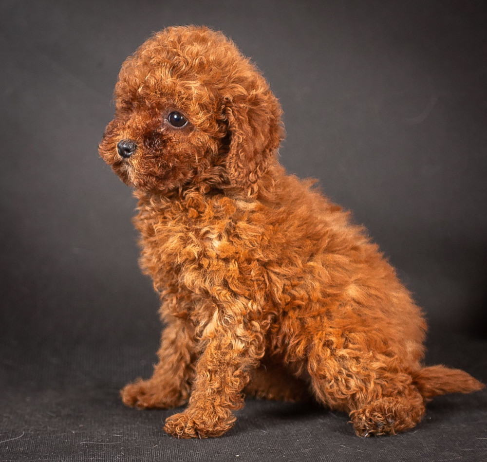 Poodle Puppies from a Private Kennel in Dallas, TX