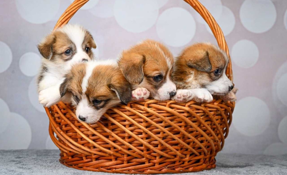 Corgi Puppies, 2 Girls, 2 Boys for Sale