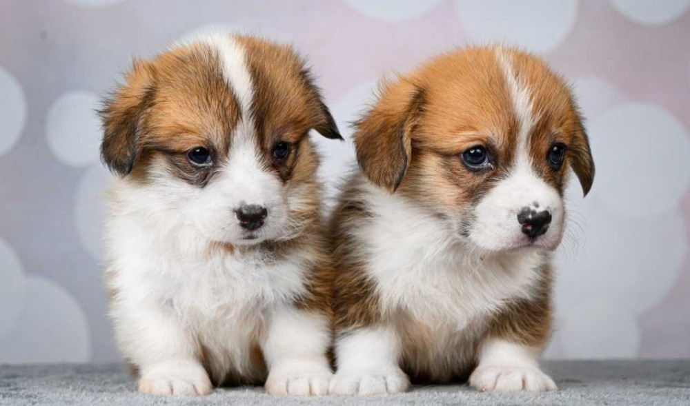 Corgi Puppies, 2 Girls, 2 Boys for Sale