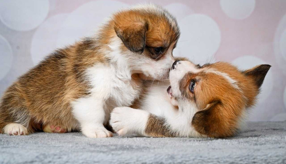 Corgi Puppies, 2 Girls, 2 Boys for Sale