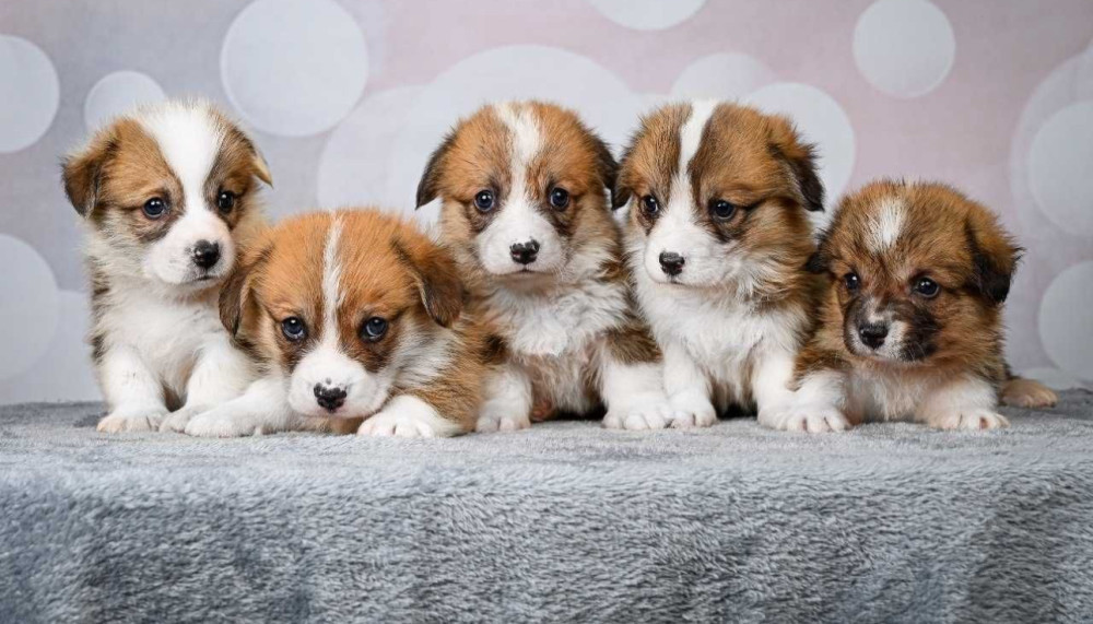 Corgi Puppies, 2 Girls, 2 Boys for Sale