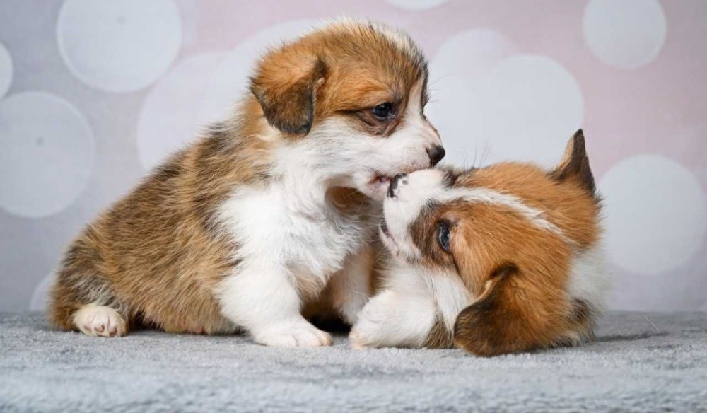 Corgi Puppies, 2 Girls, 2 Boys for Sale