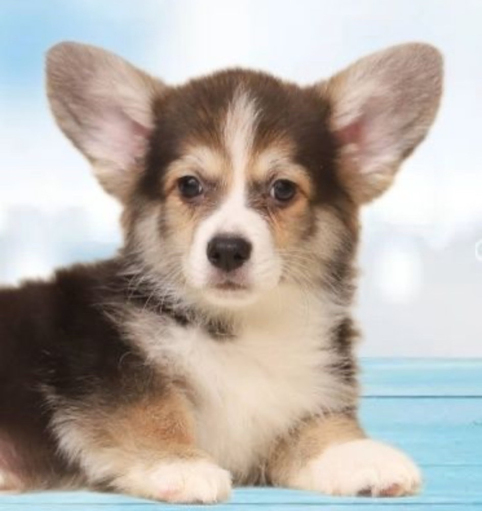 Welsh Corgi Puppies, 2 Boys for Sale