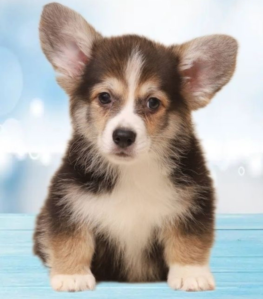 Welsh Corgi Puppies, 2 Boys for Sale
