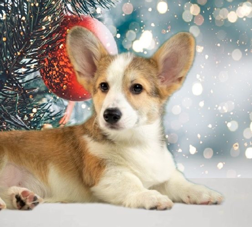 Welsh Corgi Puppies, 2 Boys for Sale