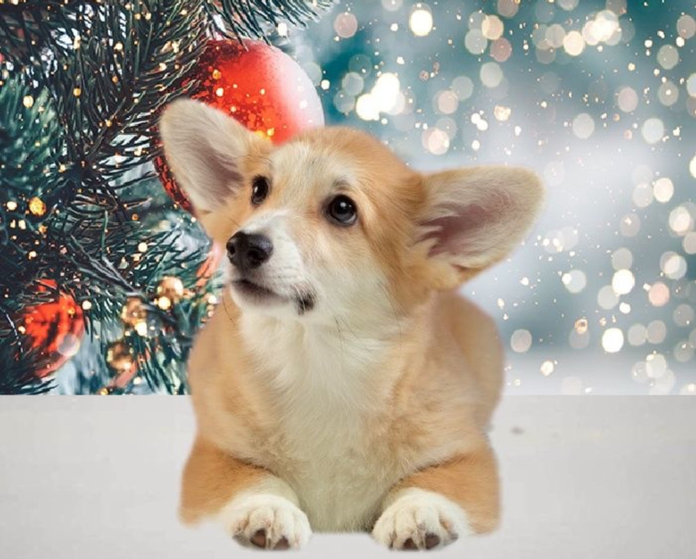 Welsh Corgi Puppies, 2 Boys for Sale