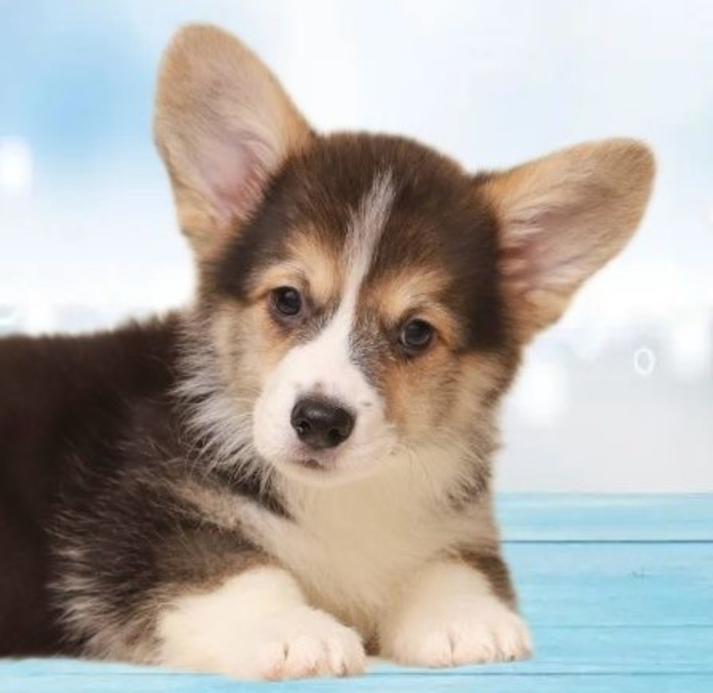 Welsh Corgi Puppies, 2 Boys for Sale