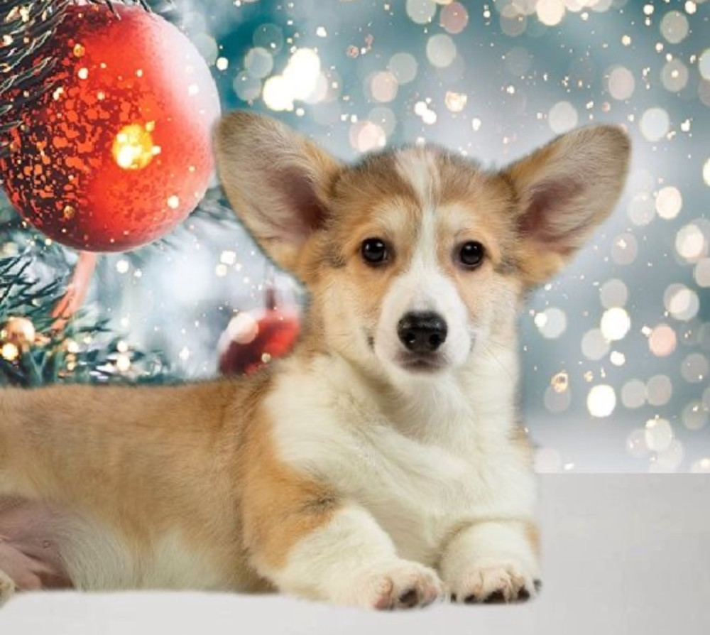 Welsh Corgi Puppies, 2 Boys for Sale