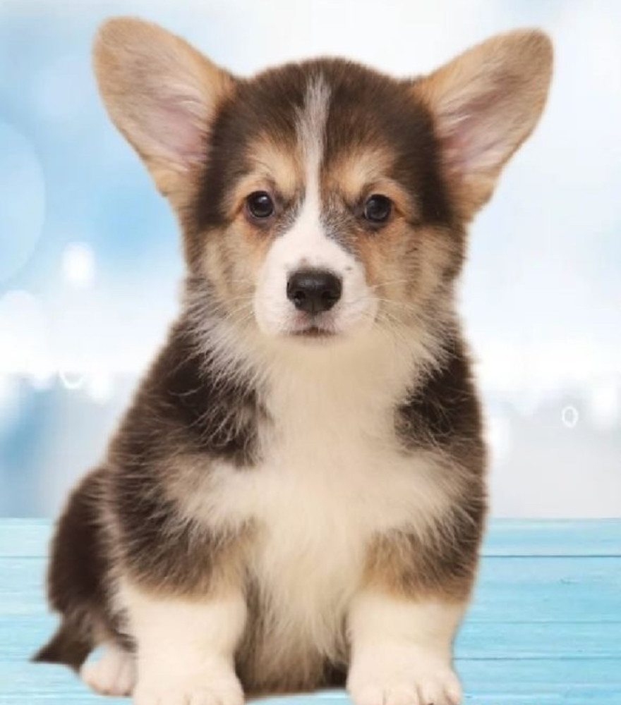 Welsh Corgi Puppies, 2 Boys for Sale