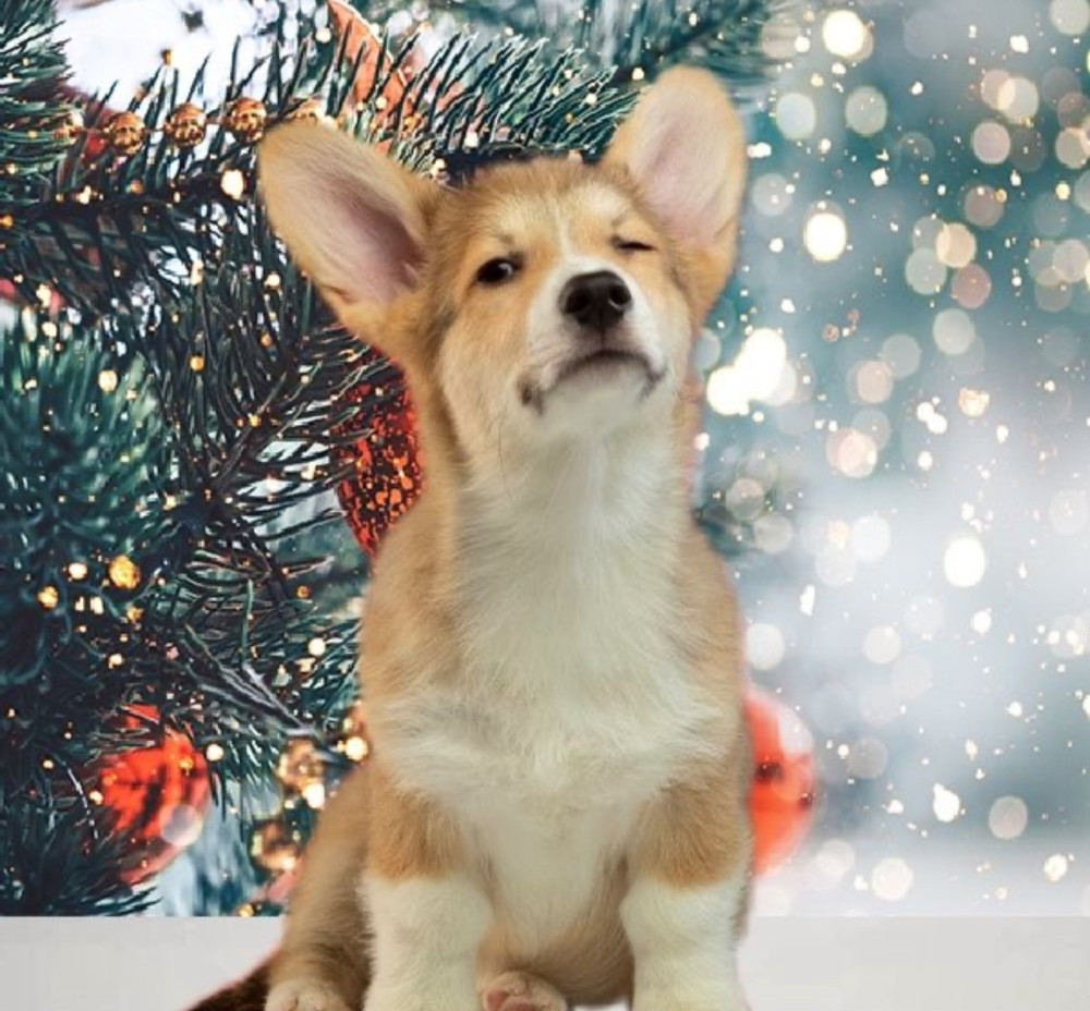 Welsh Corgi Puppies, 2 Boys for Sale