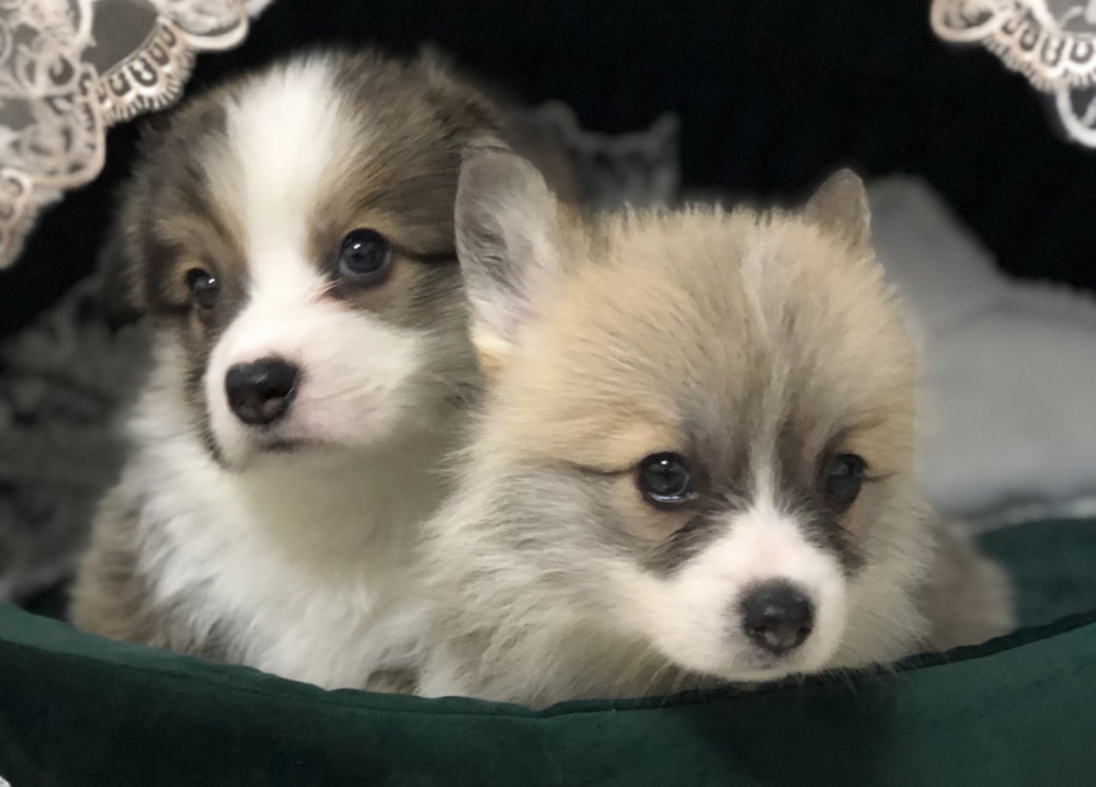 Welsh Corgi Puppies, Girl and Boy for Sale in New York, NY