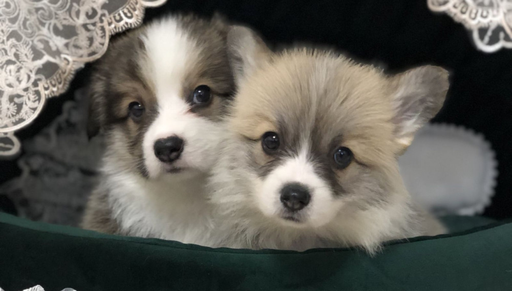 Welsh Corgi Puppies, Girl and Boy for Sale in New York, NY