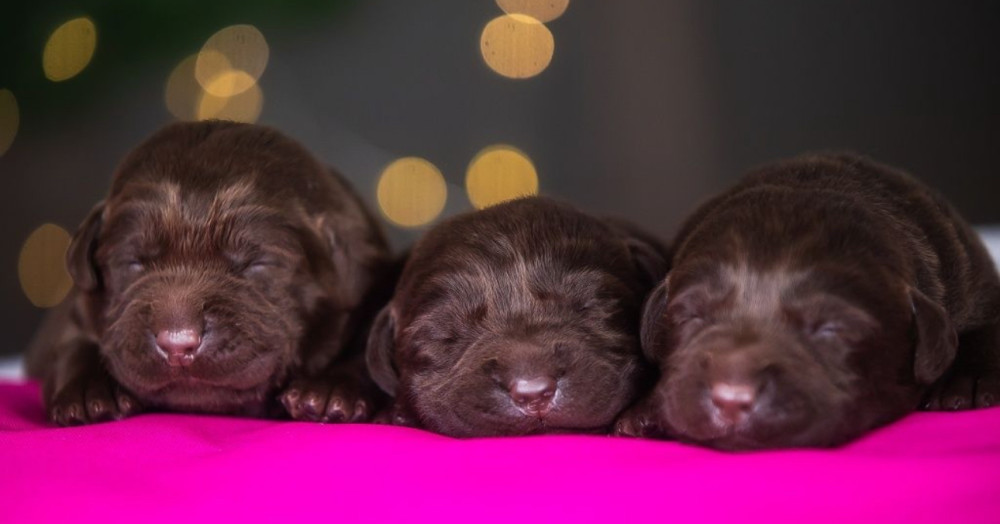Labrador Puppies, 2 Boys, 1 Girl for Sale in Minneapolis, MN