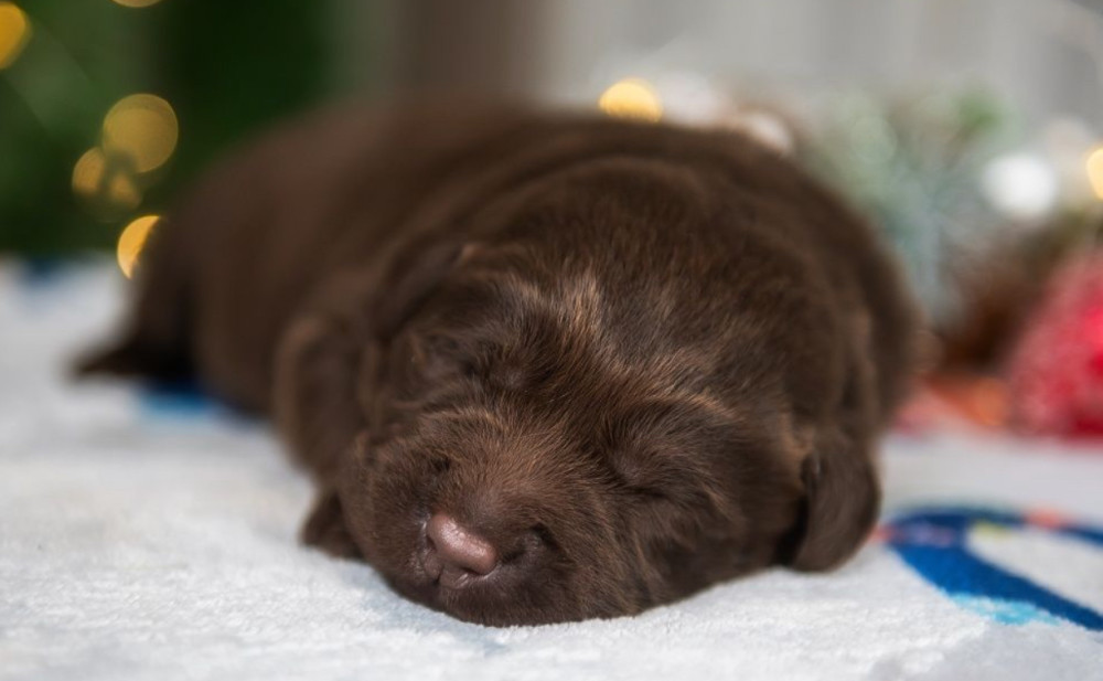 Labrador Puppies, 2 Boys, 1 Girl for Sale in Minneapolis, MN