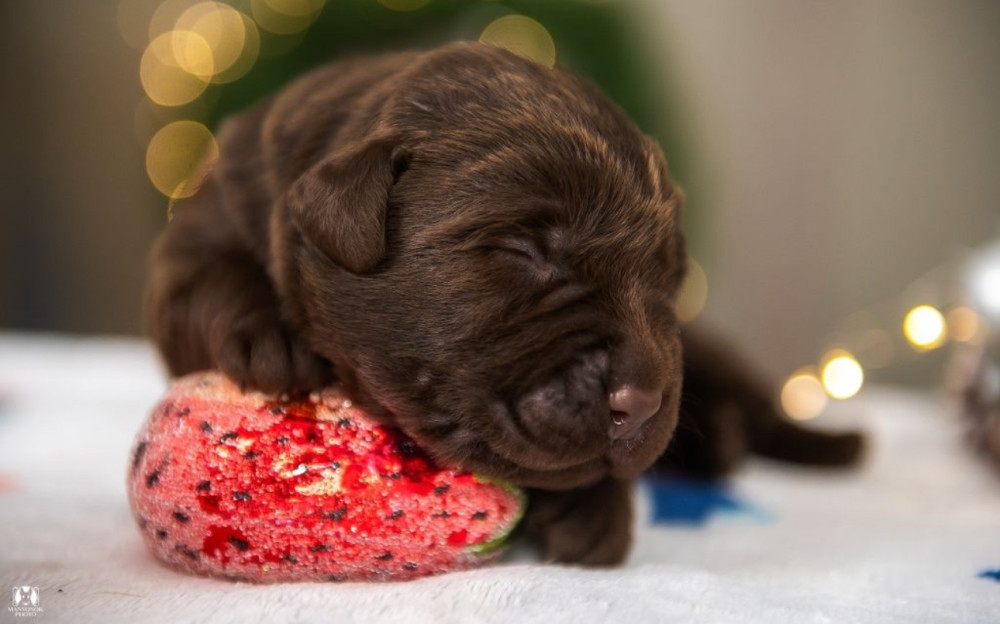 Labrador Puppies, 2 Boys, 1 Girl for Sale in Minneapolis, MN