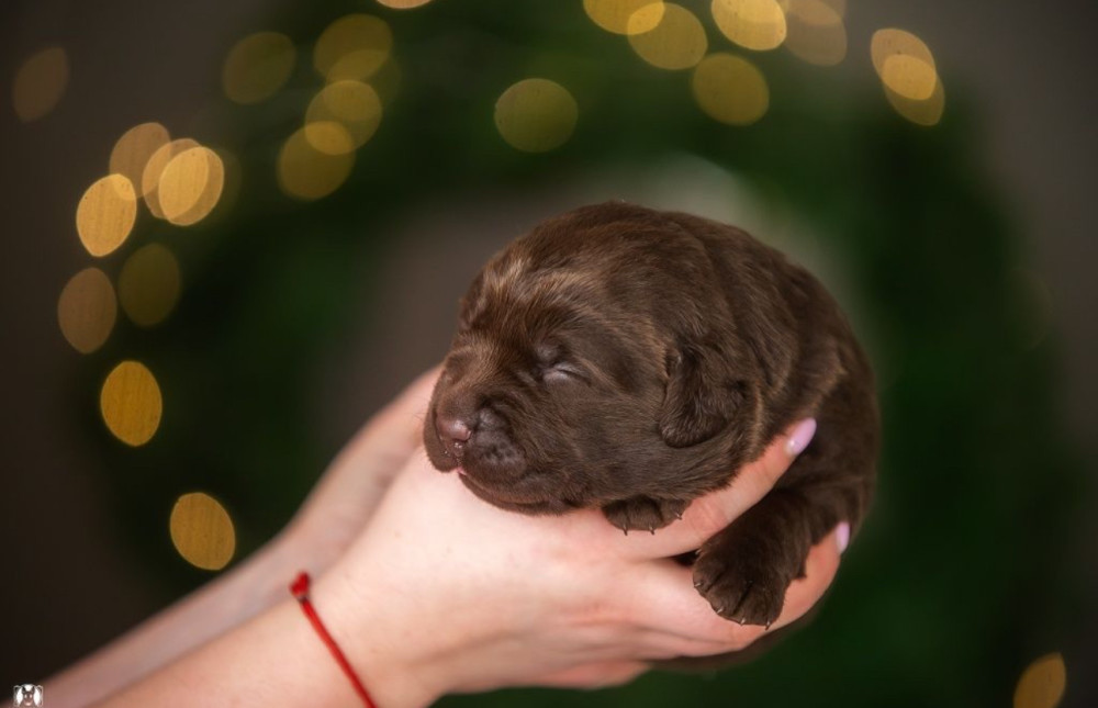 Labrador Puppies, 2 Boys, 1 Girl for Sale in Minneapolis, MN
