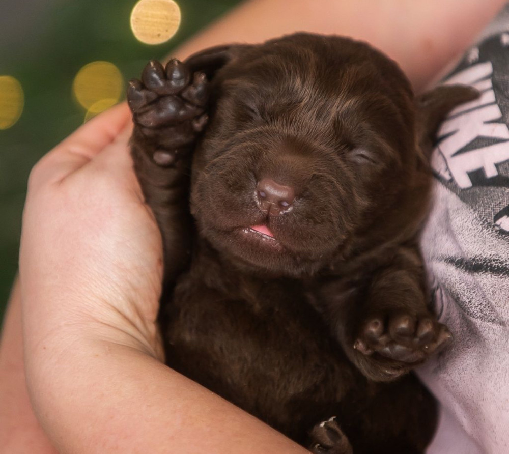 Labrador Puppies, 2 Boys, 1 Girl for Sale in Minneapolis, MN