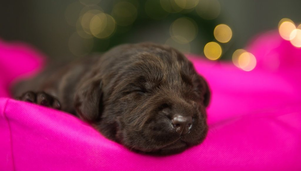 Labrador Puppies, 2 Boys, 1 Girl for Sale in Minneapolis, MN