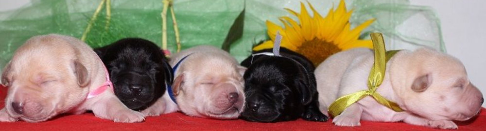 Labrador Puppies for Reservation in Dallas, TX