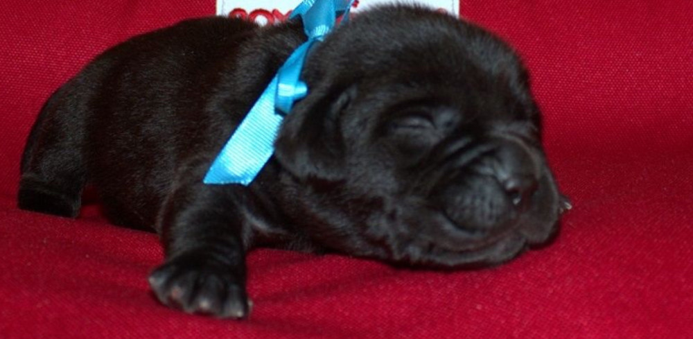 Labrador Puppies for Reservation in Dallas, TX