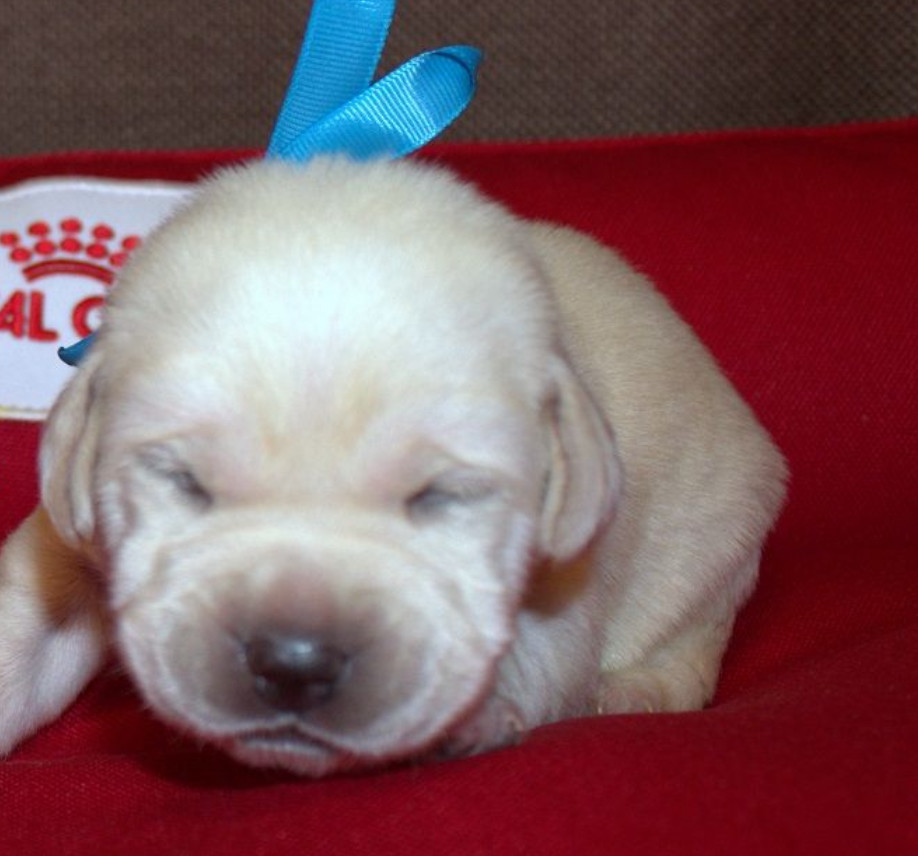 Labrador Puppies for Reservation in Dallas, TX