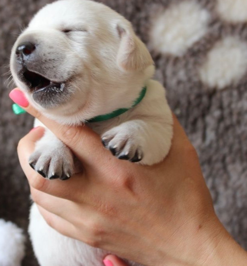 Labrador Puppies for Reservation in Dallas, TX