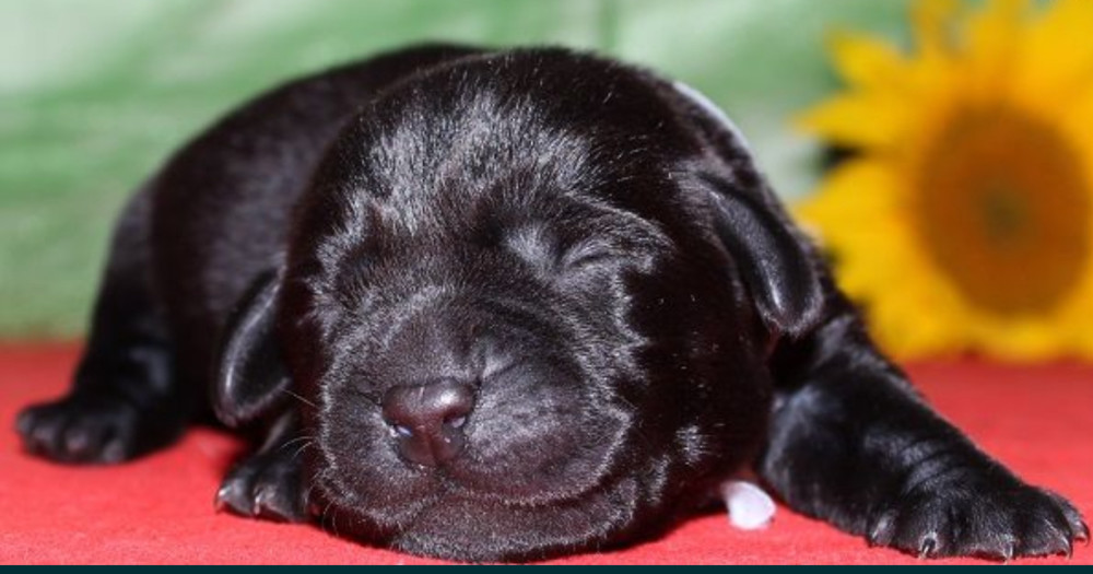 Labrador Puppies for Reservation in Dallas, TX