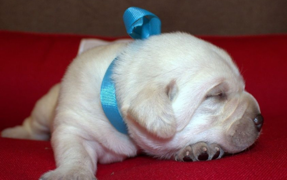 Labrador Puppies for Reservation in Dallas, TX