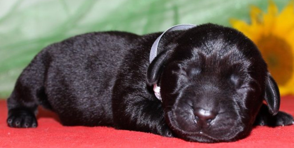 Labrador Puppies for Reservation in Dallas, TX