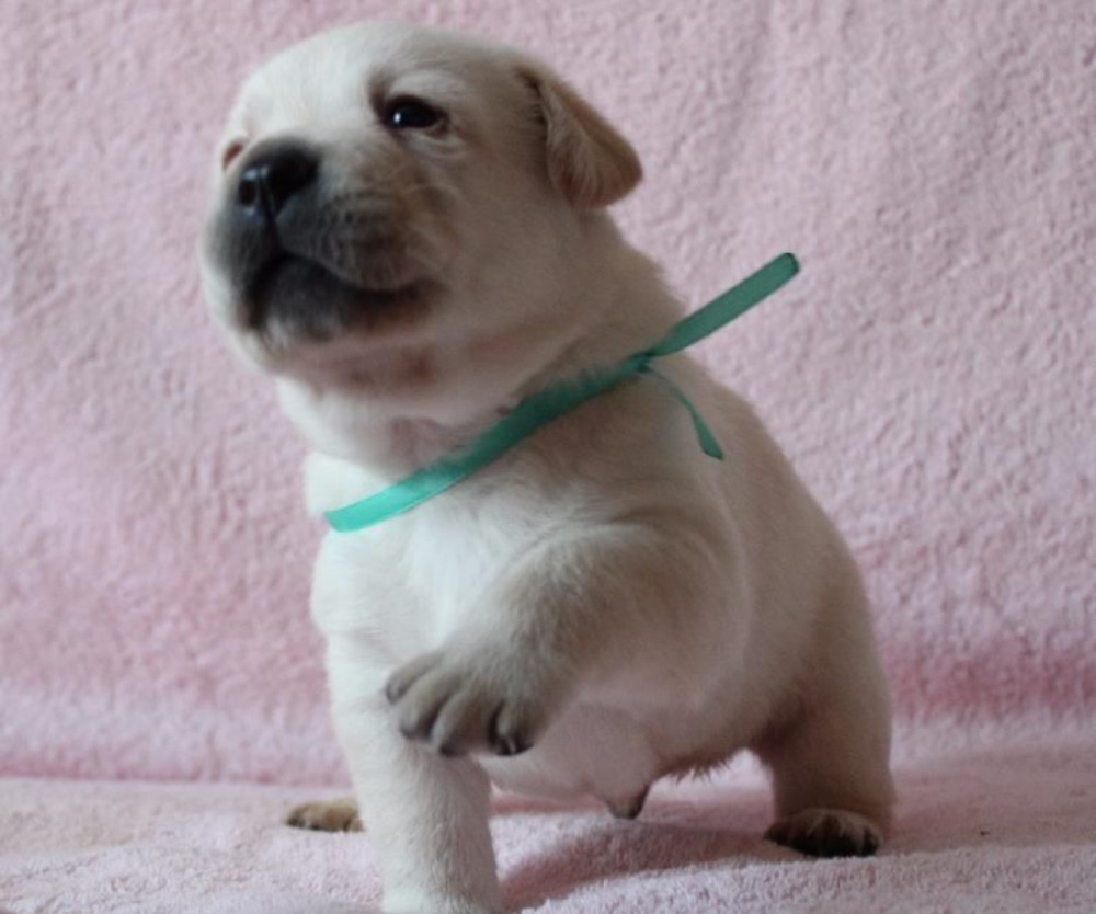 Labrador Puppies for Reservation in Dallas, TX