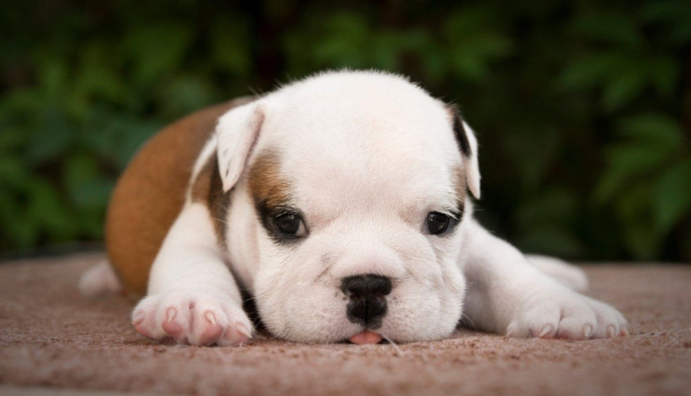 English Bulldog Puppy for Sale in Washington, DC