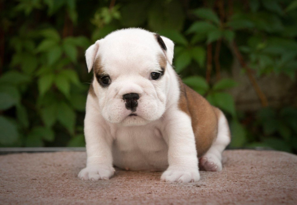 English Bulldog Puppy for Sale in Washington, DC