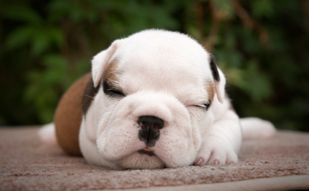 English Bulldog Puppy for Sale in Washington, DC