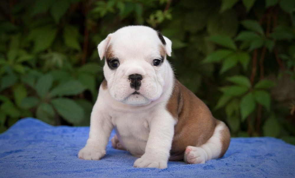 English Bulldog Puppy for Sale in Washington, DC