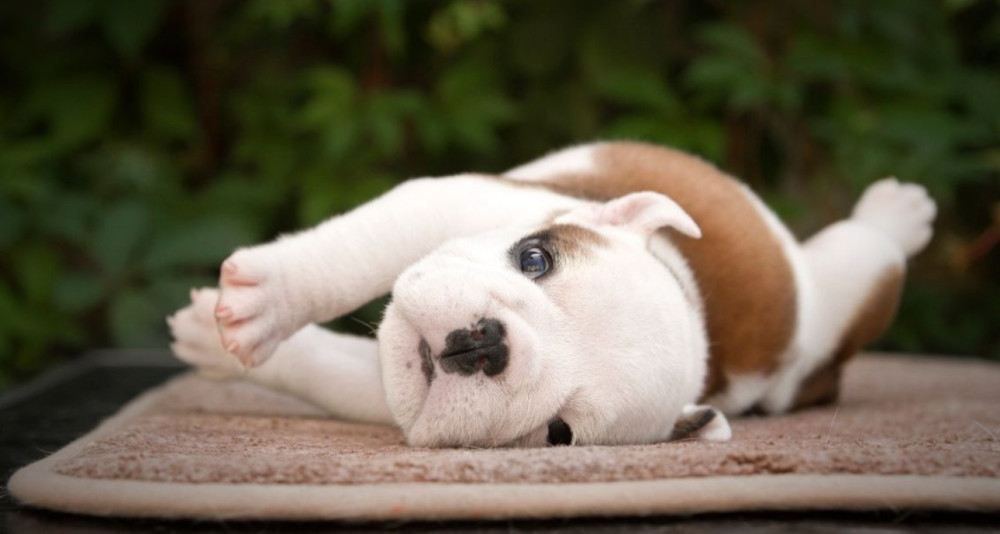 English Bulldog Puppy for Sale in Washington, DC