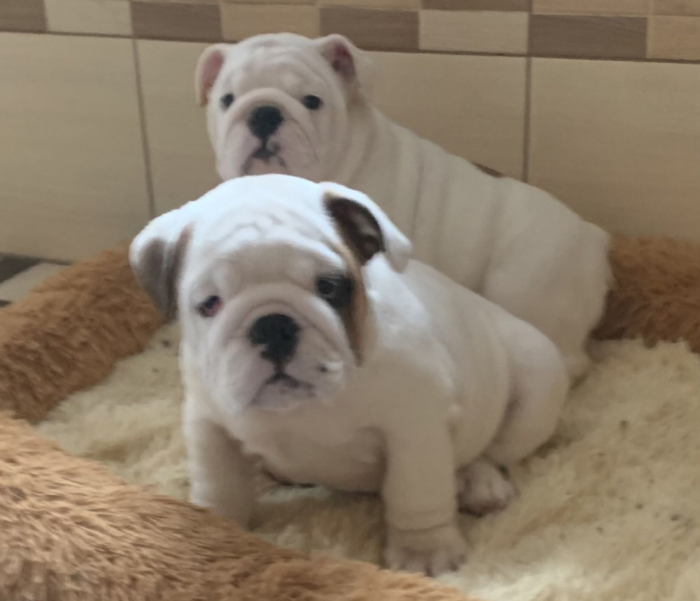 2 English Bulldog Girls for Sale in Miami, FL