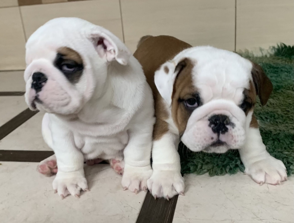 2 English Bulldog Girls for Sale in Miami, FL