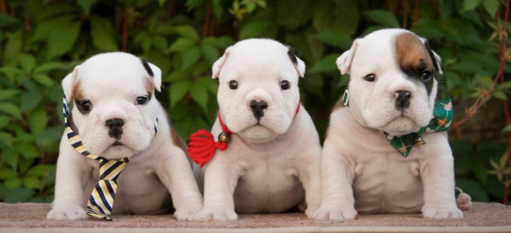 English Bulldog Puppies, 2 Boys and 2 Girls for Sale in Denver, CO