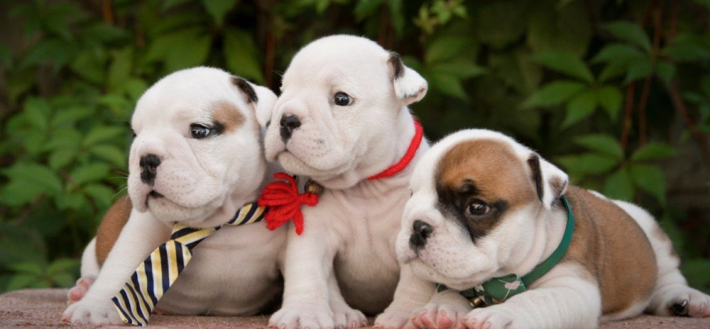 English Bulldog Puppies, 2 Boys and 2 Girls for Sale in Denver, CO